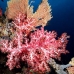 coral_soft_ni_v_0705_png1617.jpg